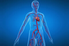 Herz-Kreislauf | Kardiologie Siegen